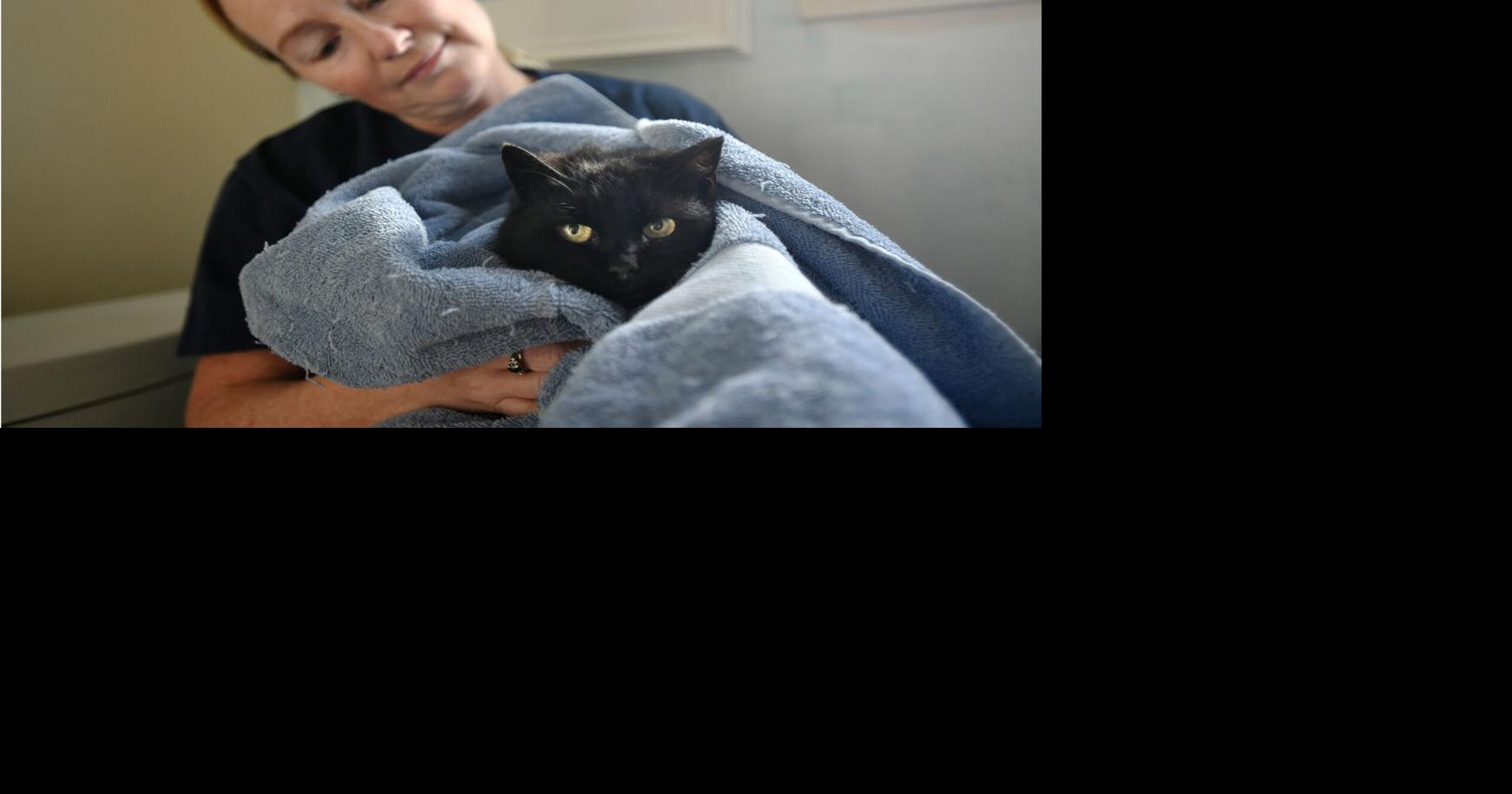 Toronto Kitten Rescue seeks donations for Luna the rescue cat