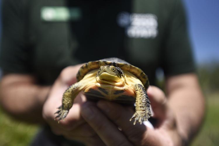 Toronto Zoo's Adopt-A-Pond program protects Blanding's turtles, Opinion