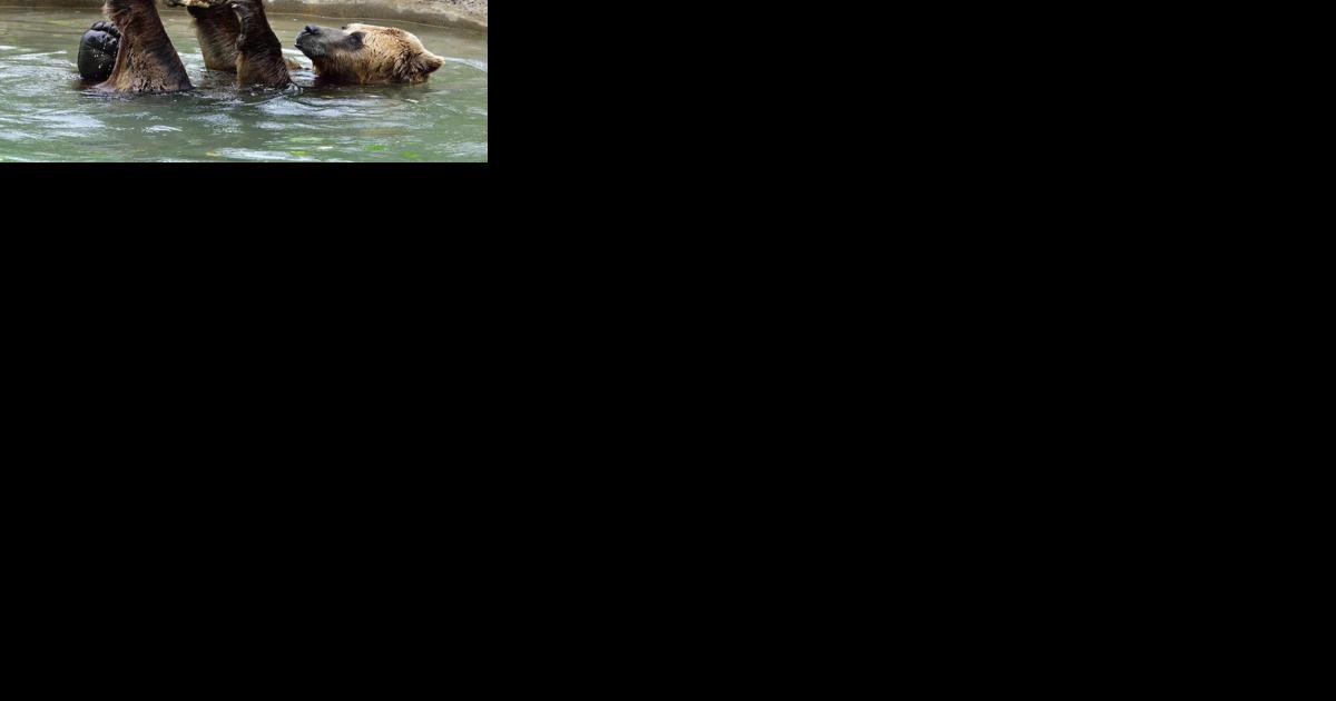 Toronto Zoo says goodbye to 25-year-old grizzly bear Samson | News - Vimarsana News