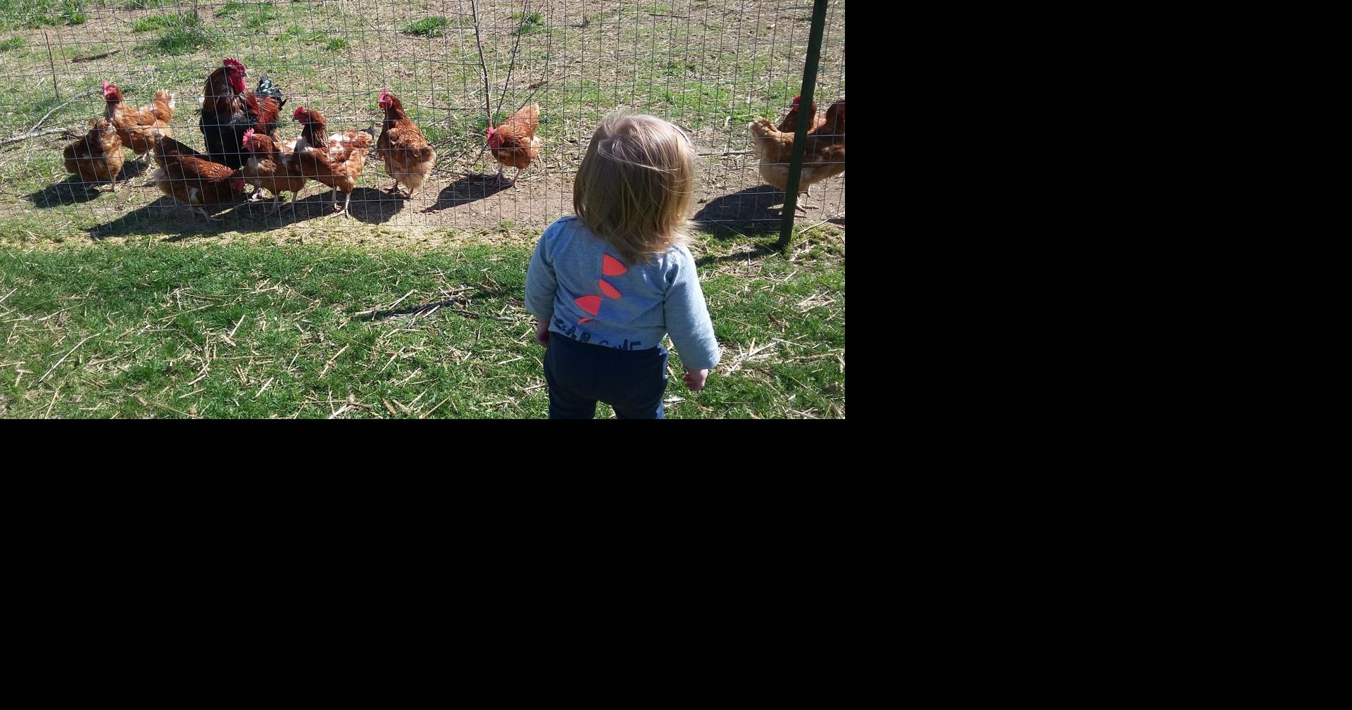 Chickens to be allowed in some Toronto backyards Council