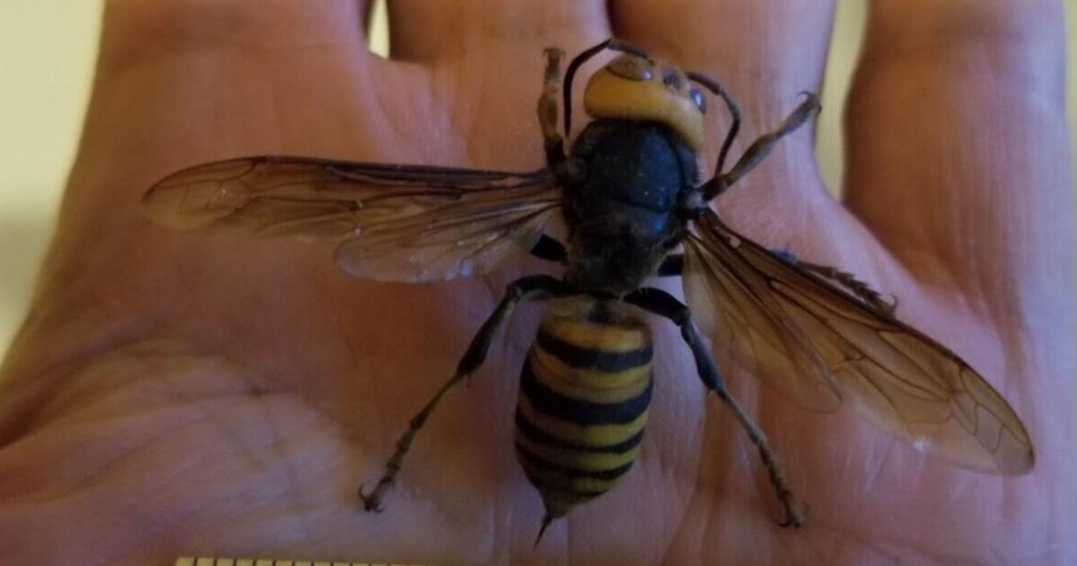 Think you saw a 'murder hornet' in Ontario? Report it | News - Vimarsana News