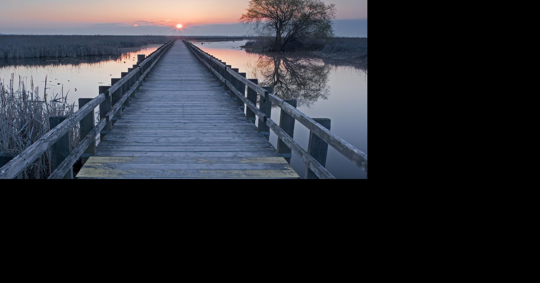 A floating boardwalk leads to an Ontario marsh the size of 2,000 football fields at Canada’s southernmost tip