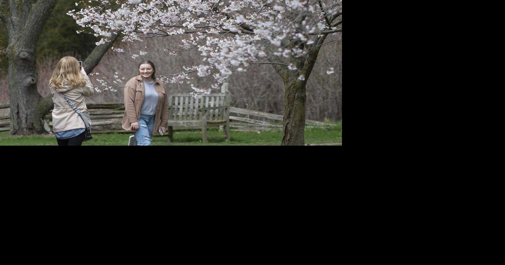 Your guide to Ontario’s best spots for cherry blossom viewing this spring as peak bloom approaches