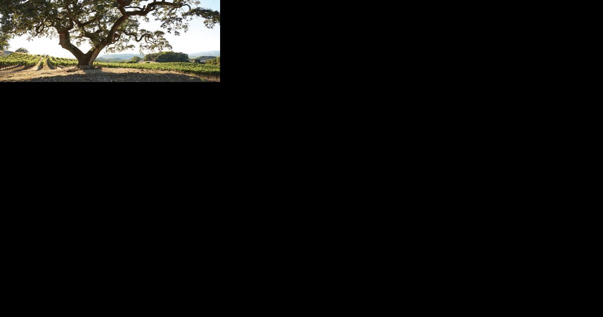 This Sonoma city is the next big California wine destination | Things To Do - Vimarsana News