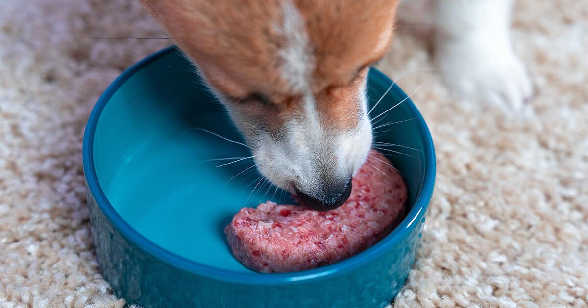  'SICK DOGS': Salmonella outbreak linked to raw pet food leaves animals dead and dozens of people sick or hospitalized across Canada with many kids infected 