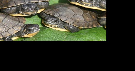 Toronto Zoo program ensuring reintroduction of turtles in wild | News - Vimarsana News