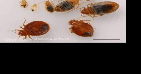 How to protect yourself from bed bugs at home and abroad | News - Vimarsana News