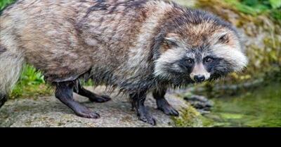 Explainer: What is a raccoon dog, and why missing Chinese samples have sparked frustration among those studying the coronavirus's origins | News - Vimarsana News