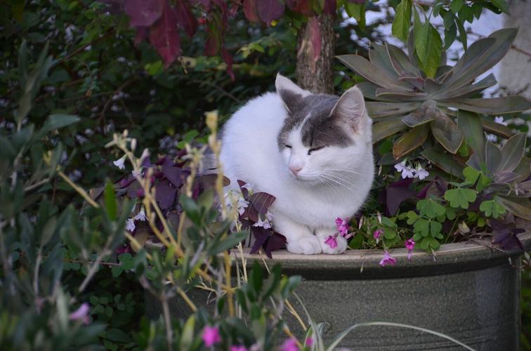 Let S Talk Non Toxic Plants For Cats