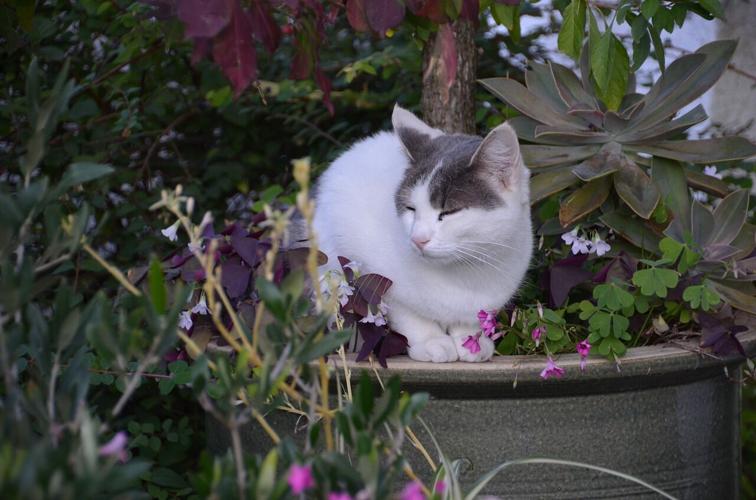 Let S Talk Non Toxic Plants For Cats What Can Your Cat Eat Let S Talk Non Toxic Plants For Cats