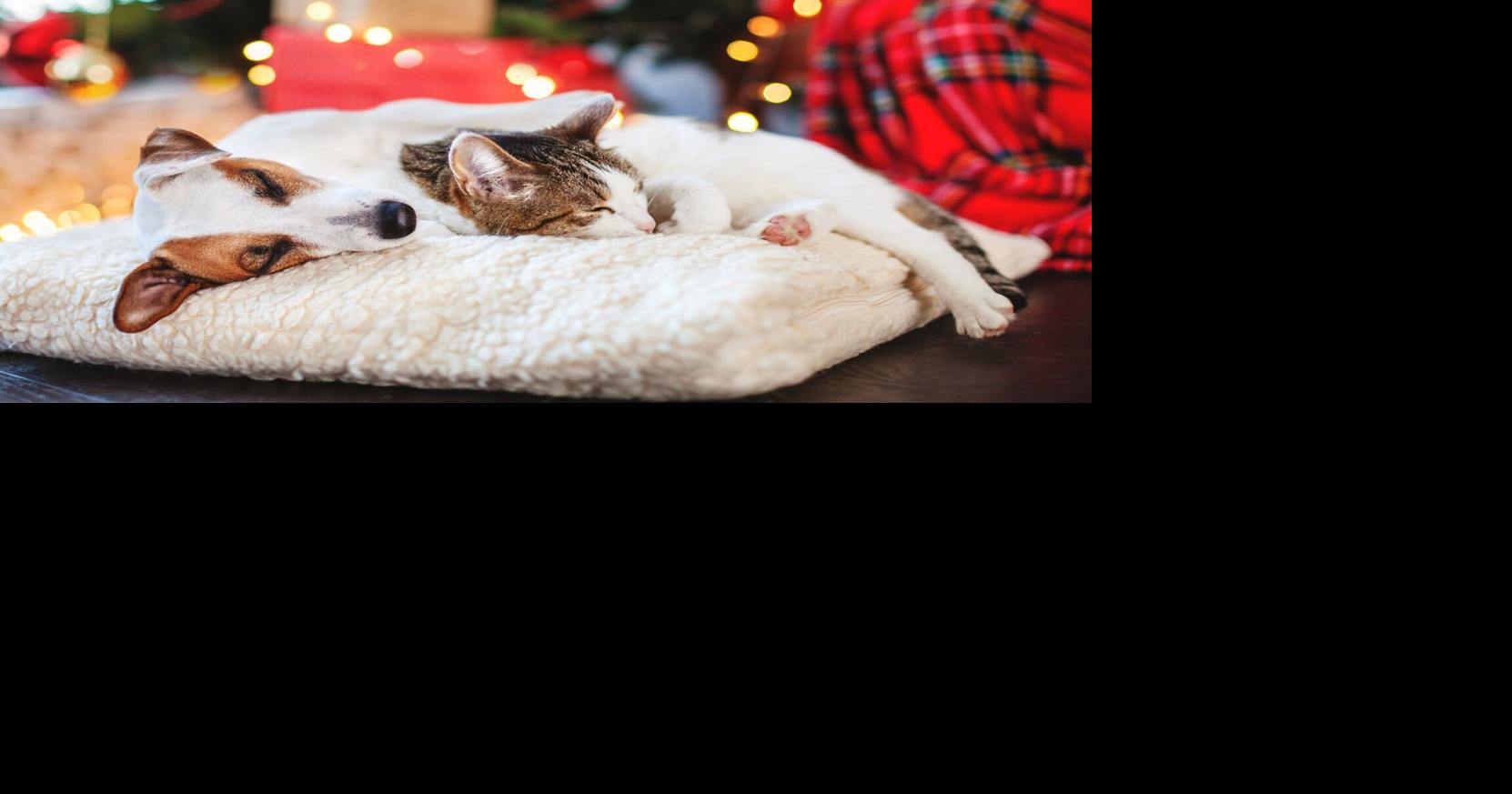 Adorable adoptable Toronto pets looking for forever homes this festive season