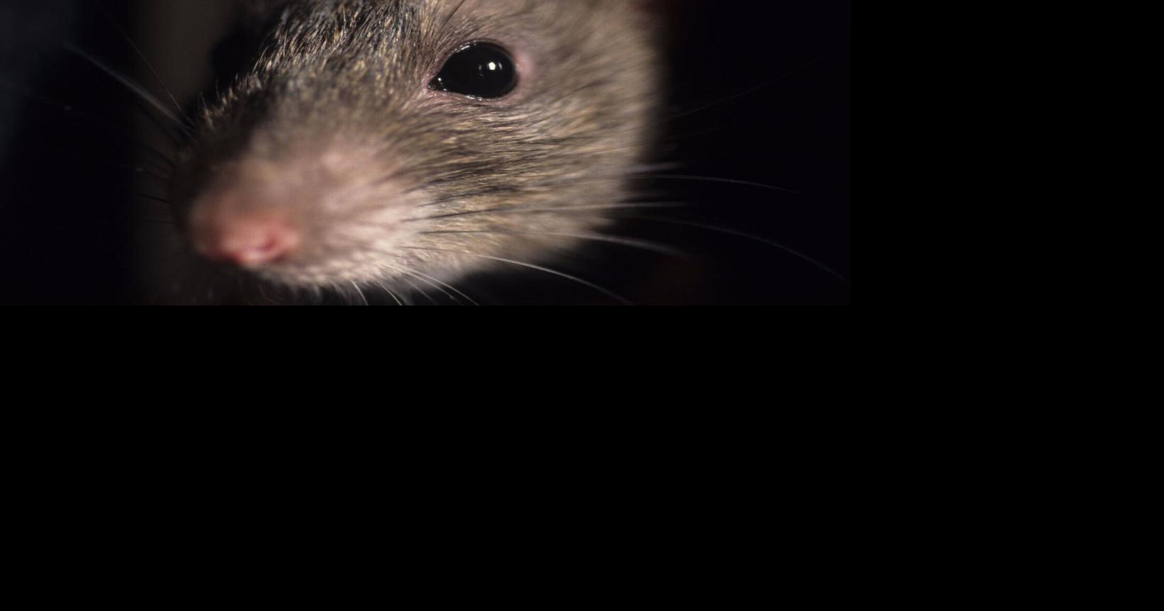 Aw, rats! Toronto remains No. 1 for Canada’s ‘rattiest’ city
