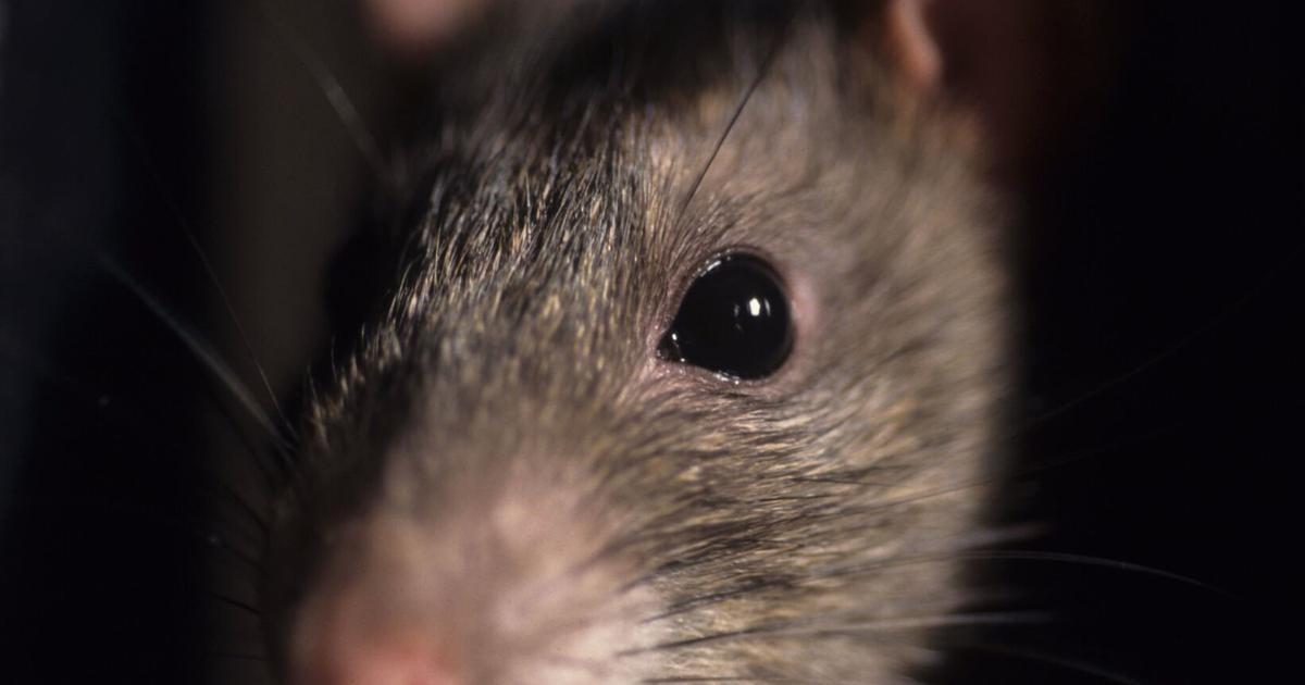 Aw Rats Aw, rats! Toronto remains No. 1 for Canada’s ‘rattiest’ city