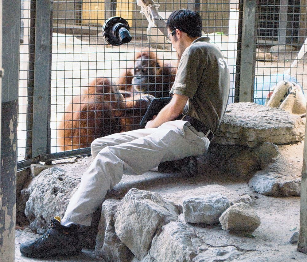 Toronto Zoo's orangutans play games, watch videos on iPads