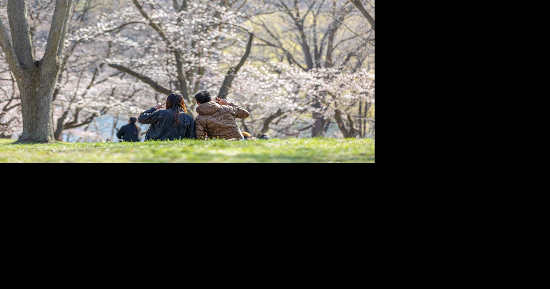 Spring Toronto 2026: Start time and cherry blossoms update