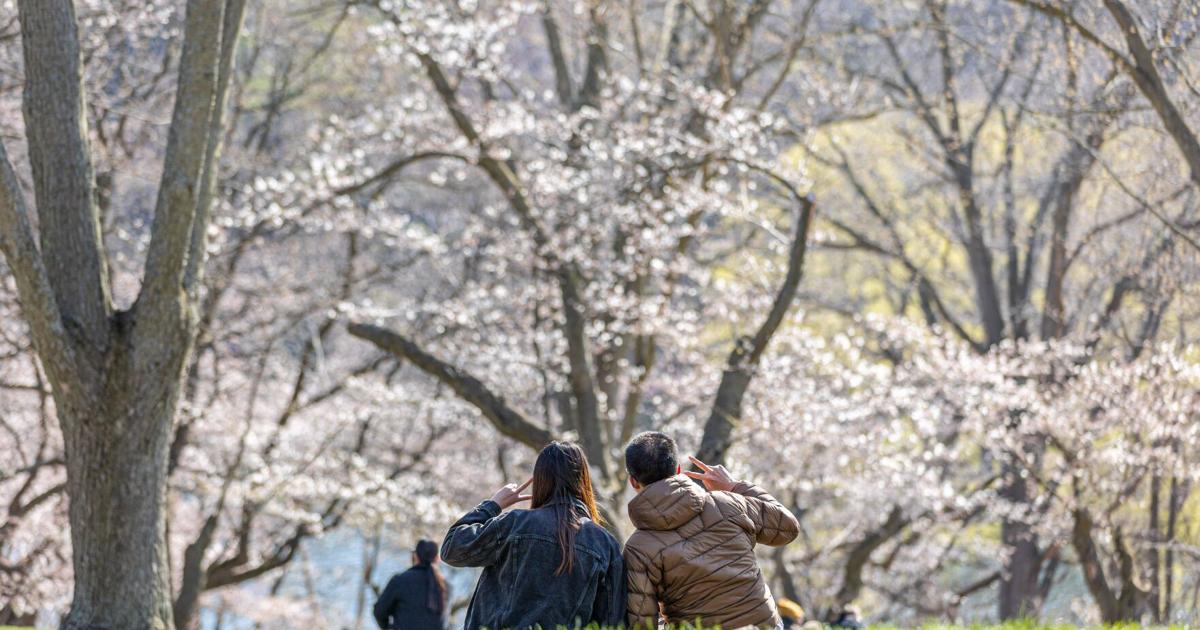 Toronto Early Spring Spring Toronto 2026: Start time and cherry blossoms update