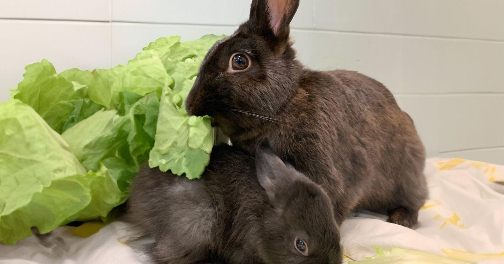 Ontario SPCA hosting adoption event with reduced fees | News - Vimarsana News