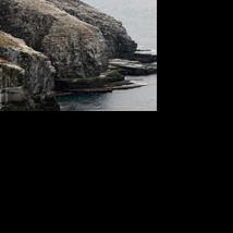 'It's like stepping into a National Geographic special': Newfoundland is home to the seabird capital of North America | Life - Vimarsana News
