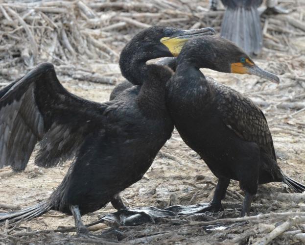 Ontario's newly announced fall hunt 'a hate-on for cormorants' | Opinion | toronto.com