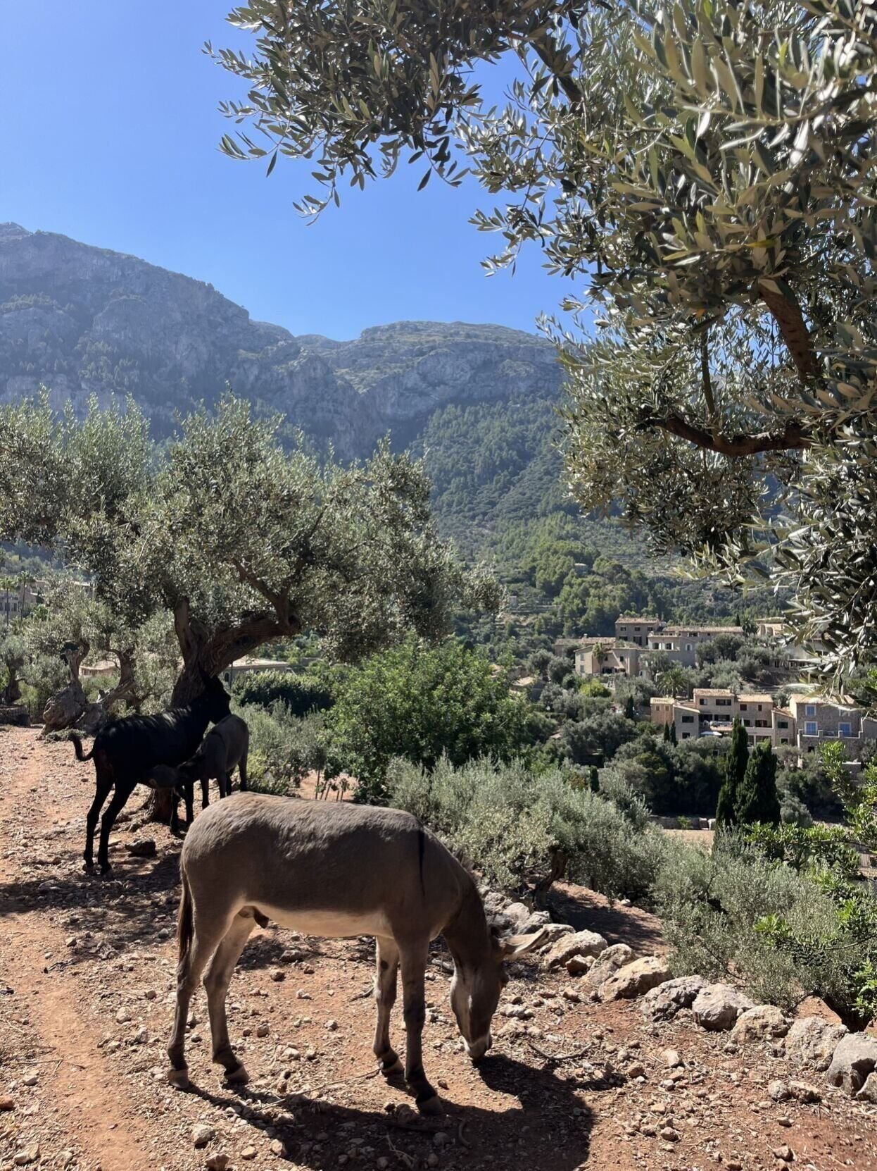 Mallorca travel guide: tranquility amid the olive groves