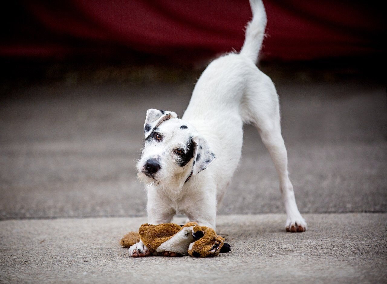 Etobicoke humane sales society available dogs