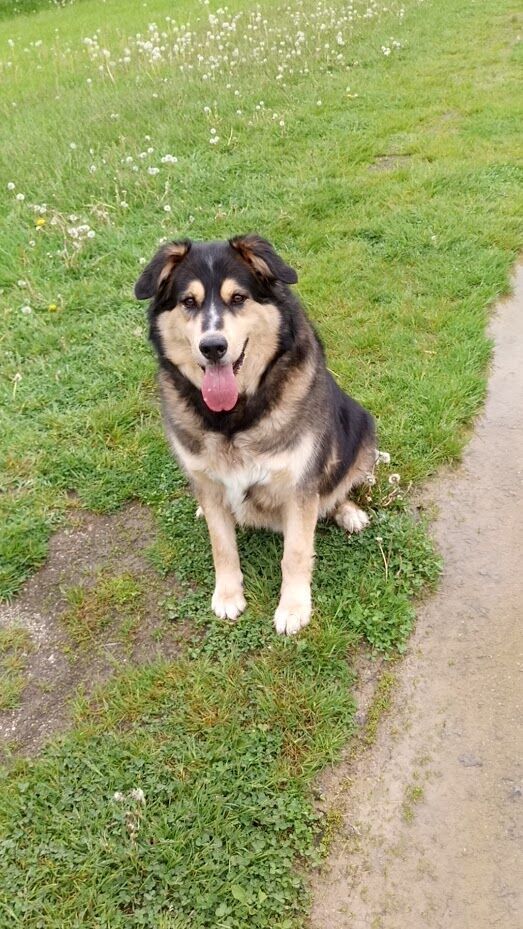 Husky shepherd store mix for adoption