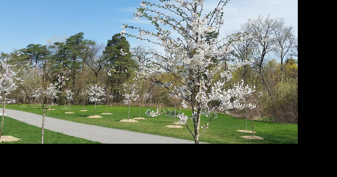 Scarborough's own sakura cherry blossoms are out at Birkdale Ravine