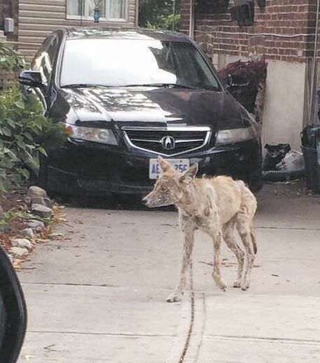 Call Toronto Wildlife Centre If You See A Sick Coyote News Toronto Com   63dcac7294e34.image 