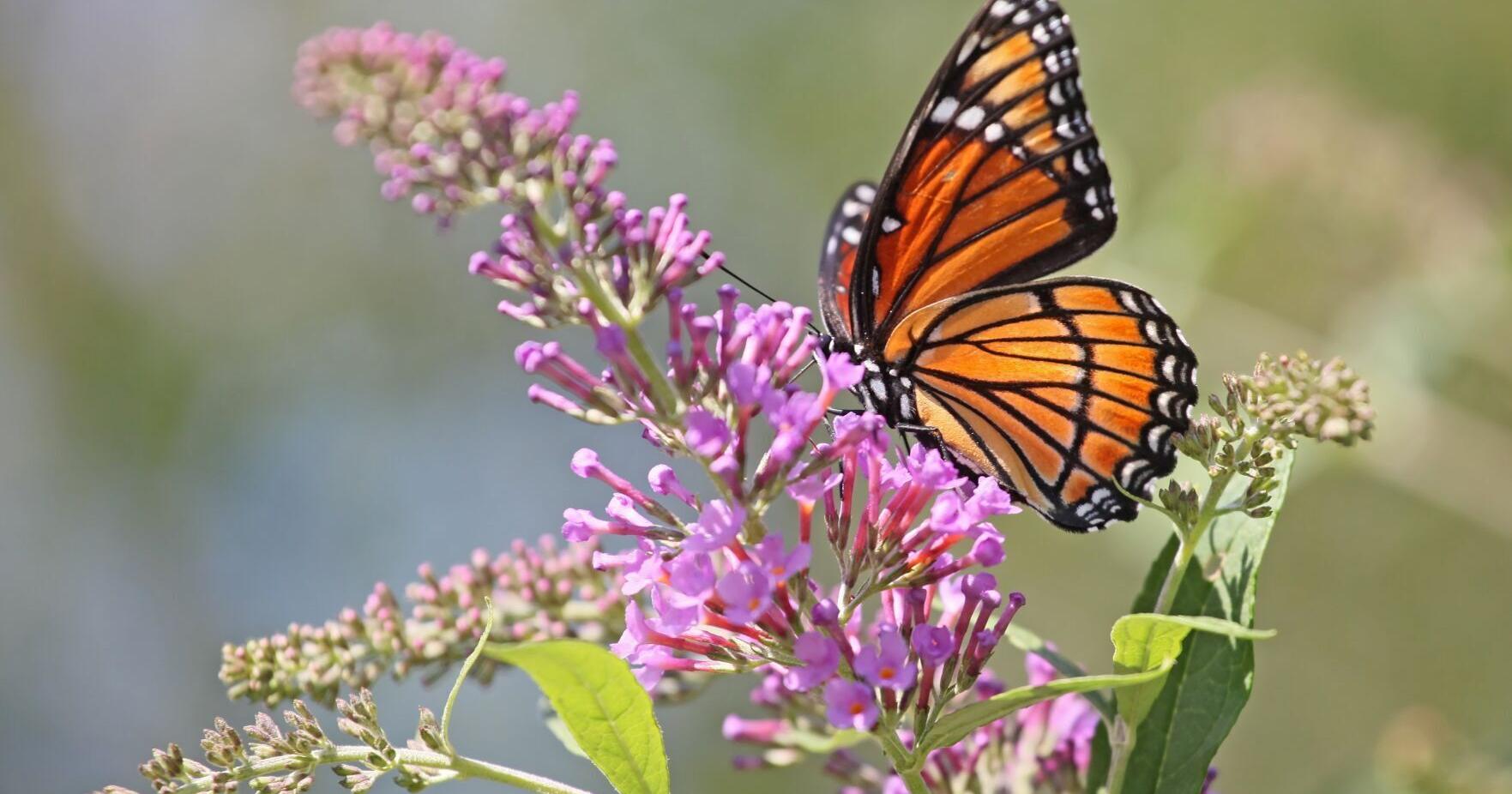 Five eco travel ideas: wildlife research, project building | Things To Do - Vimarsana News