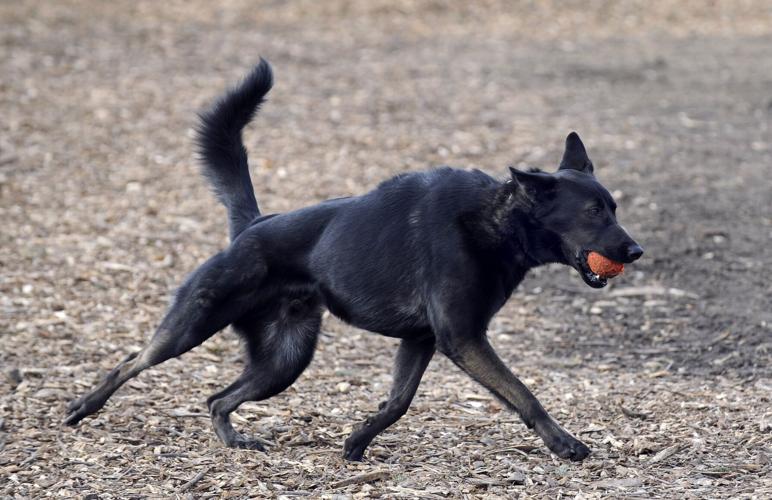 PHOTO SHOOTS: Colonel Sam Smith Park goes to the dogs