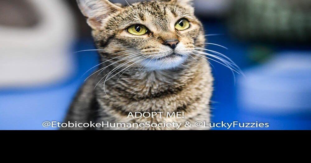 Minina is the Etobicoke Humane Society Pet of the Week News