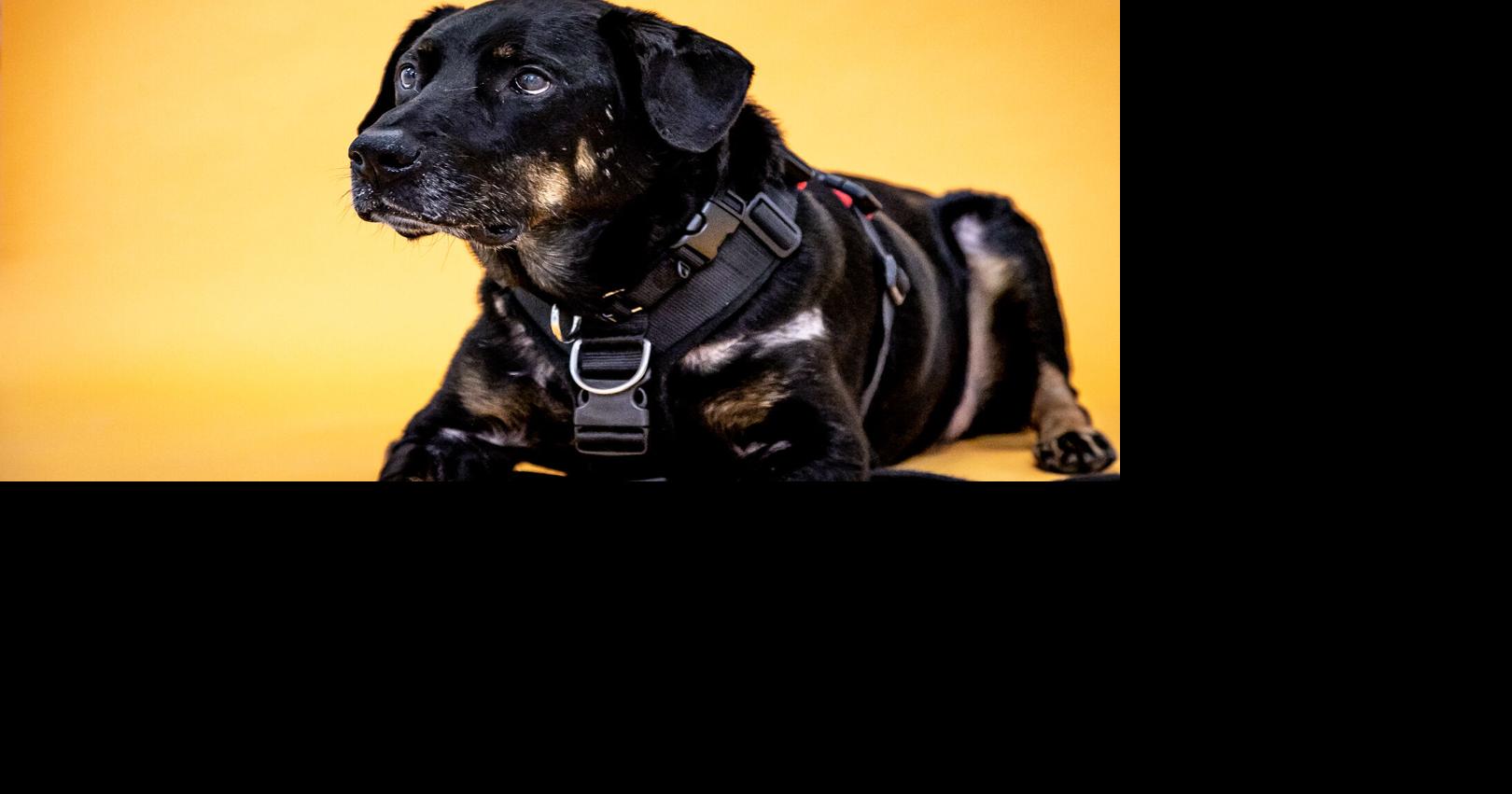 Pets up for adoption in Toronto