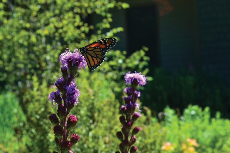 Lance Lynn Has Emerged From His Chrysalis as a Beautiful Butterfly