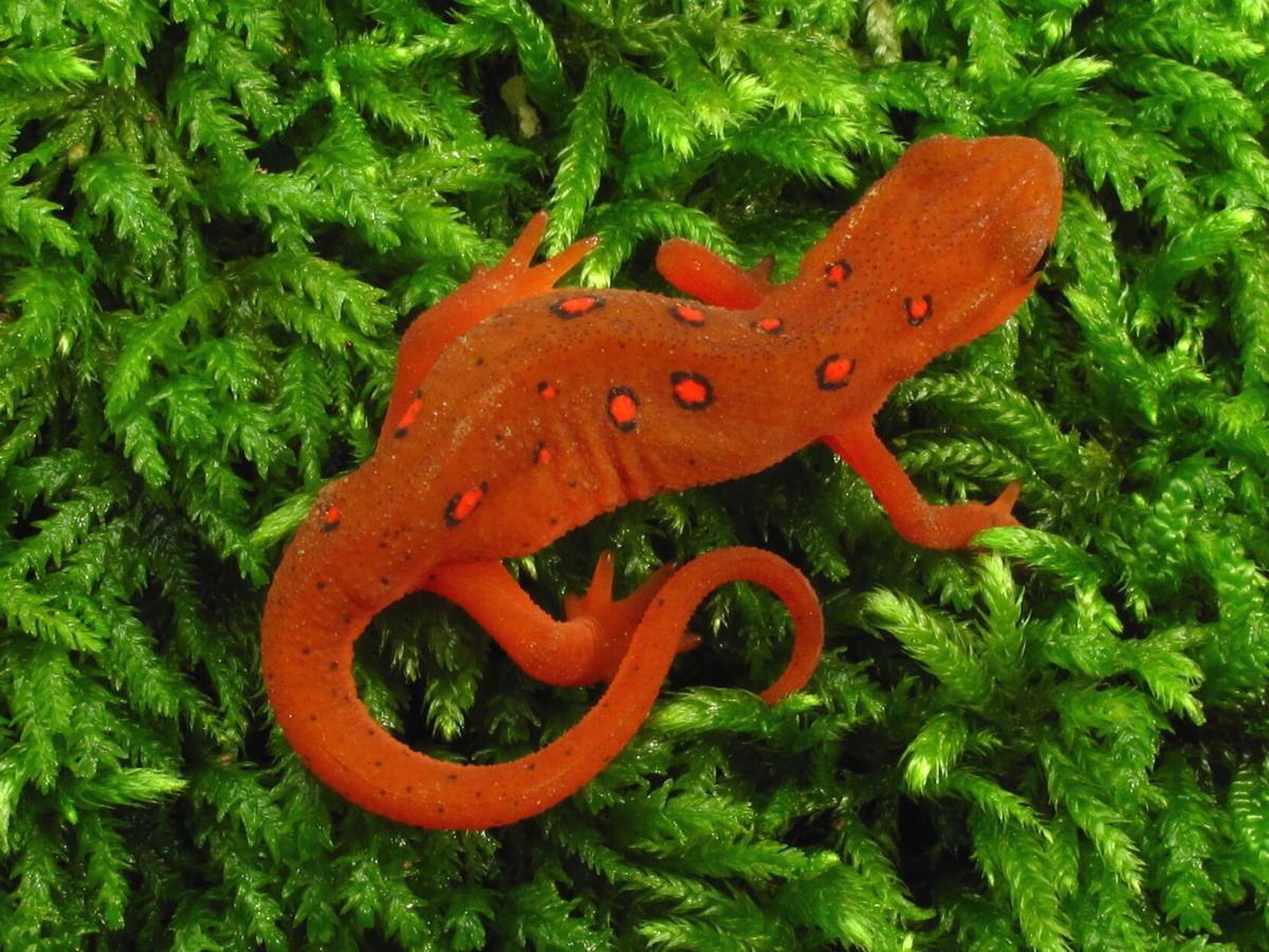 orange salamanders