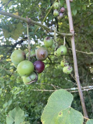 Wild muscadine grapes