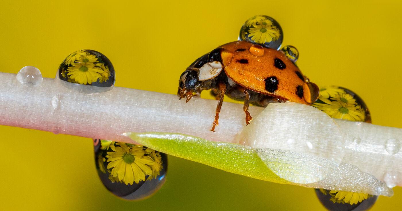 Water macrophotography to be featured at Camera Club meeting - Vimarsana News