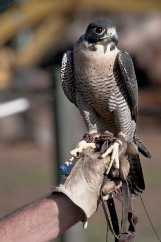 Be amazed at the Falcon Ridge Bird of Prey Centre