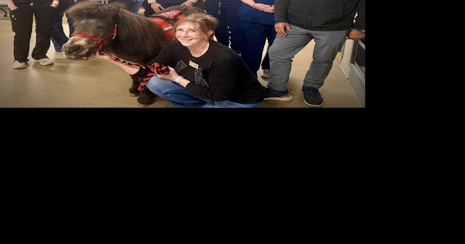 Free Rein's mini horses make hospital visit