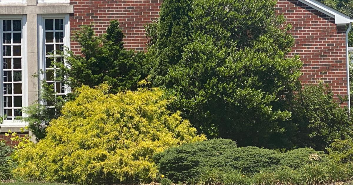 Backyard style and design: the ideal plant in the correct location | Life Backyard style and design: the ideal plant in the correct location | Life