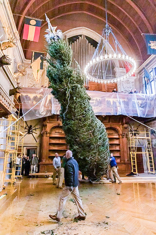 Biltmore House Christmas Tree Arrives - Asheville NC | Arts