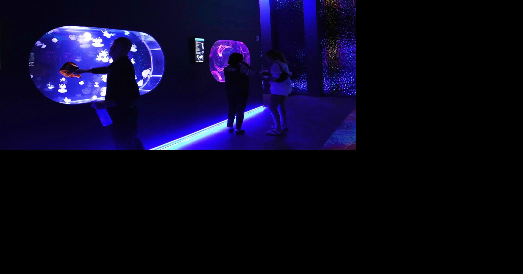 Mesmerizing jellyfish take center stage at 1st US museum dedicated solely to the floating predators