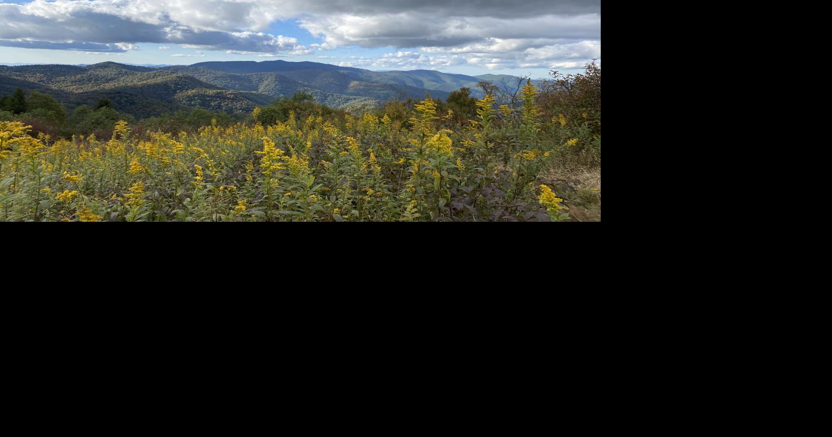 Environmentalists drop lawsuit after stopping unlawful logging in Pisgah National Forest