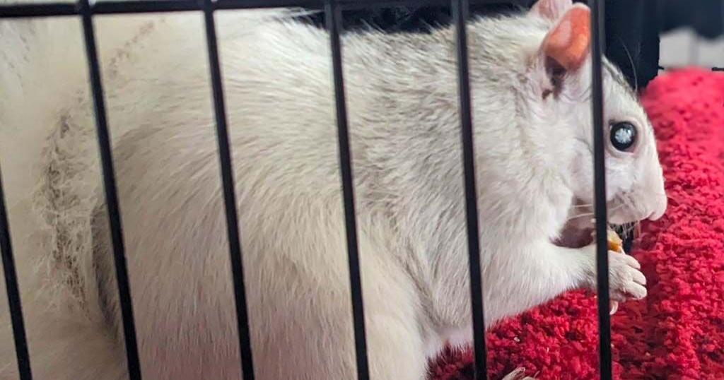 Pisgah Piper predictions: Late winter, Seattle Seahawks to win