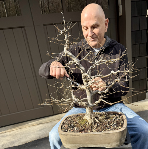 Master gardener to provide tips on growing bonsai trees | Lifestyles |  transylvaniatimes.com