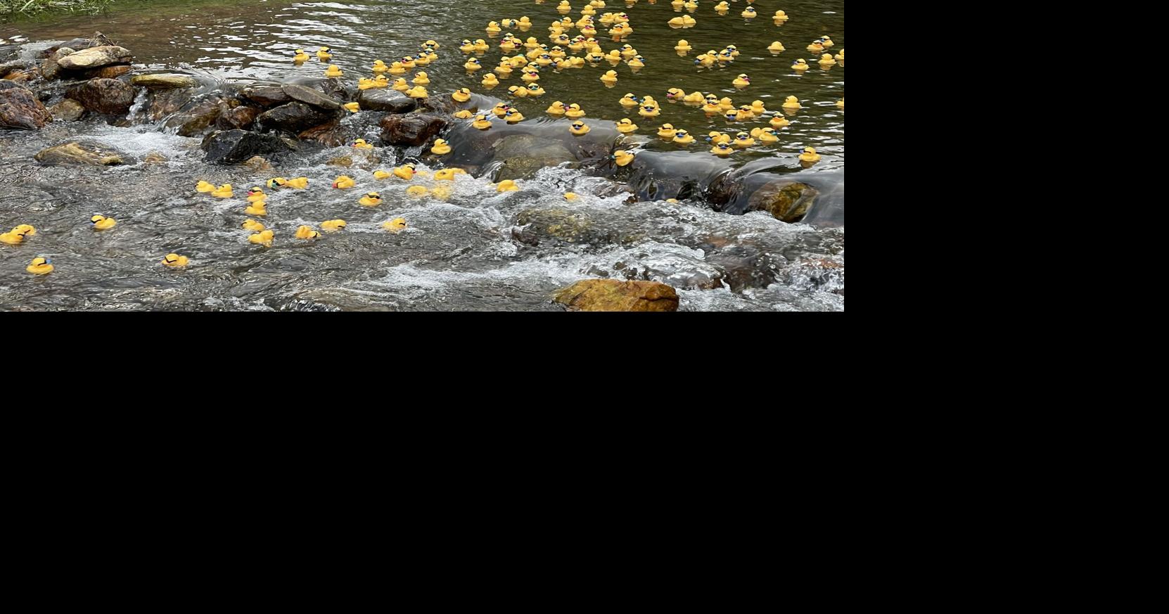 Duck race set for splash down 6 p.m., Saturday…