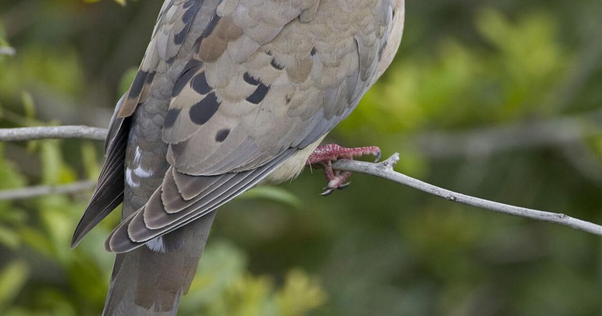 Dove season opens Sept. 2 Hunting
