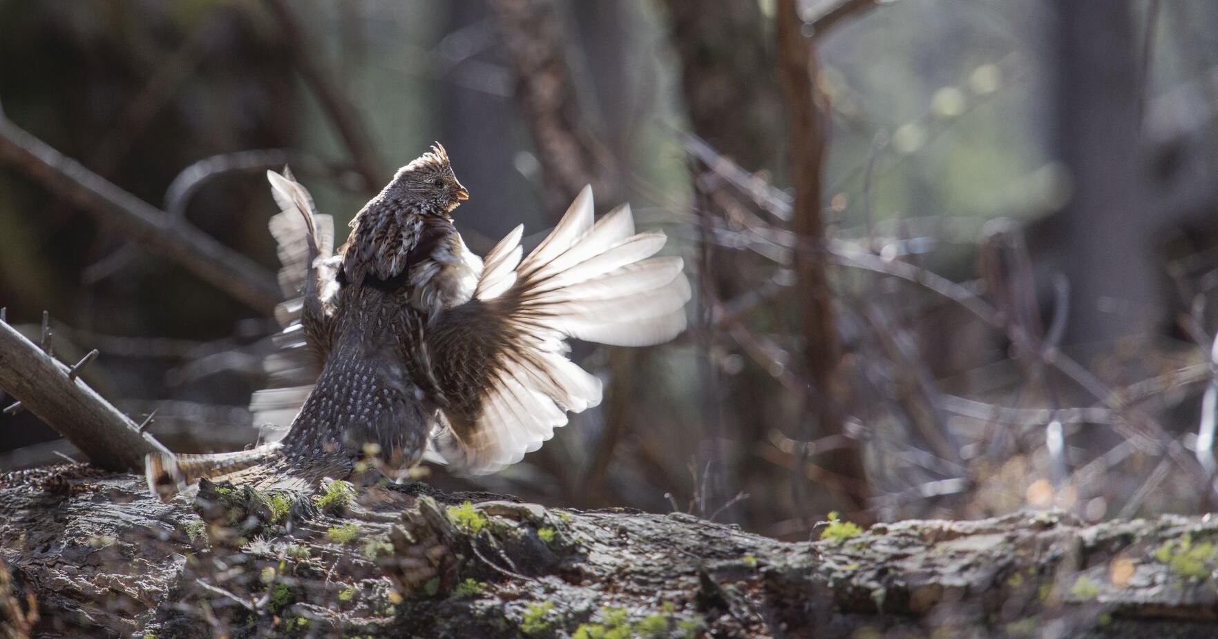Wildlife pays the price for the effects of forest litigation - Vimarsana News