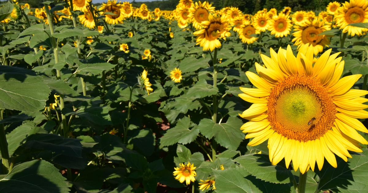 How to design a beautiful, beneficial pollinator garden | Calendar