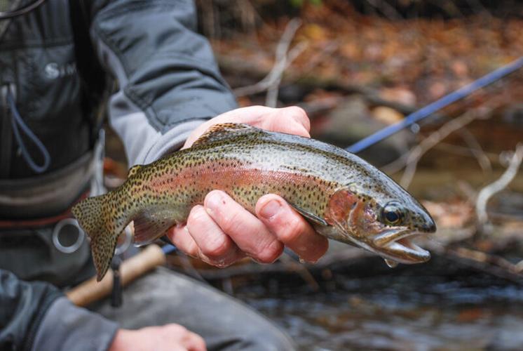 WNC Fly Fishing - The Future is Downstream