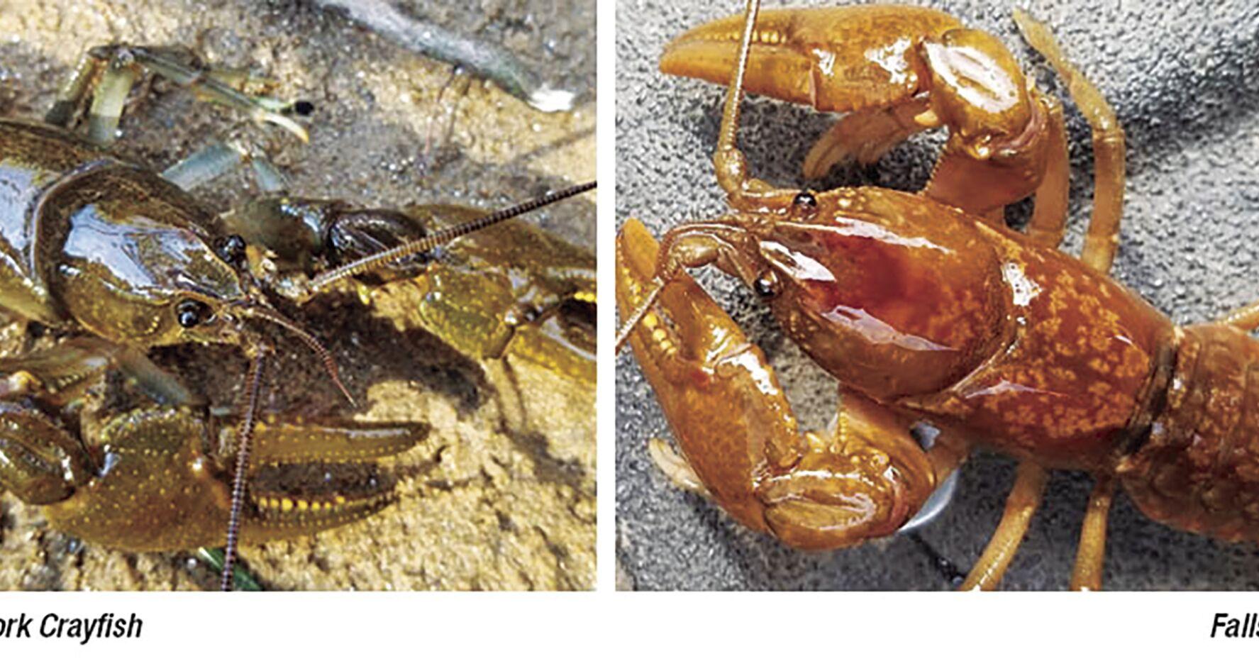 Biologists discover two new crayfish species in western North Carolina - Vimarsana News